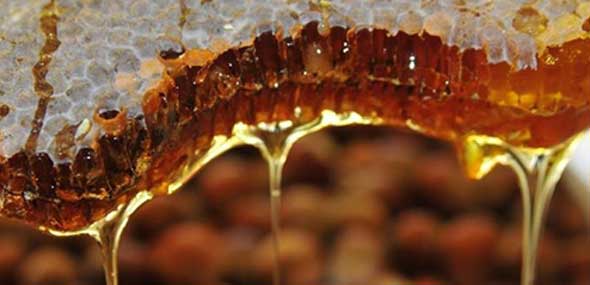 Turkei Bienenzucht Und Imker Werden Gefordert Nachrichten